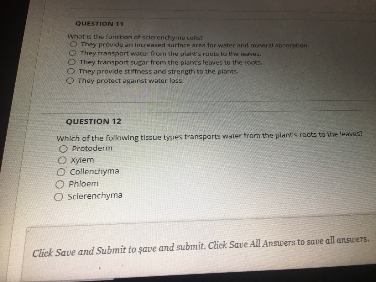 QUESTION 11
What is the function of sclerenchyma cells?
O They provide an increased surface area for water and mineral absorption.
They transport water from the plant's roots to the leaves.
They transport sugar from the plant's leaves to the roots.
They provide stiffness and strength to the plants.
They protect against water loss.
QUESTION 12
Which of the following tissue types transports water from the plant's roots to the leaves?
Protoderm
Xylem
Collenchyma
Phloem
O sclerenchyma
Click Save and Submit to şave and submit. Click Save All Answers to save all answers.
