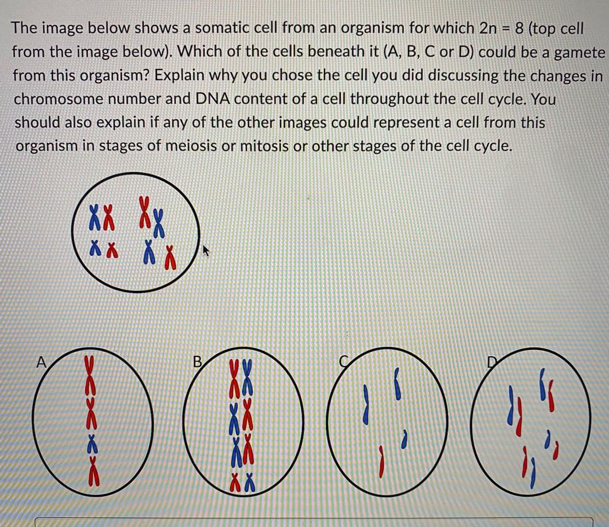 The image below shows a somatic cell from an organism for which 2n = 8 (top cell
from the image below). Which of the cells beneath it (A, B, C or D) could be a gamete
from this organism? Explain why you chose the cell you did discussing the changes in
chromosome number and DNA content of a cell throughout the cell cycle. You
should also explain if any of the other images could represent a cell from this
organism in stages of meiosis or mitosis or other stages of the cell cycle.
XX Xx
XX XX
B
VV
K
OC
"₁
X X
A
Xxxx
Sexxx