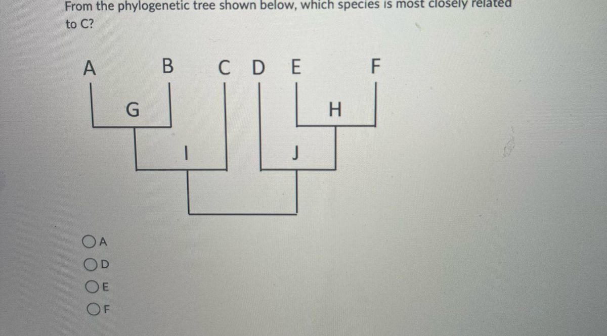 From the phylogenetic tree shown below, which species is most closely related
to C?
A
A
OD
OE
F
G
B
—
CDE
J
H
F