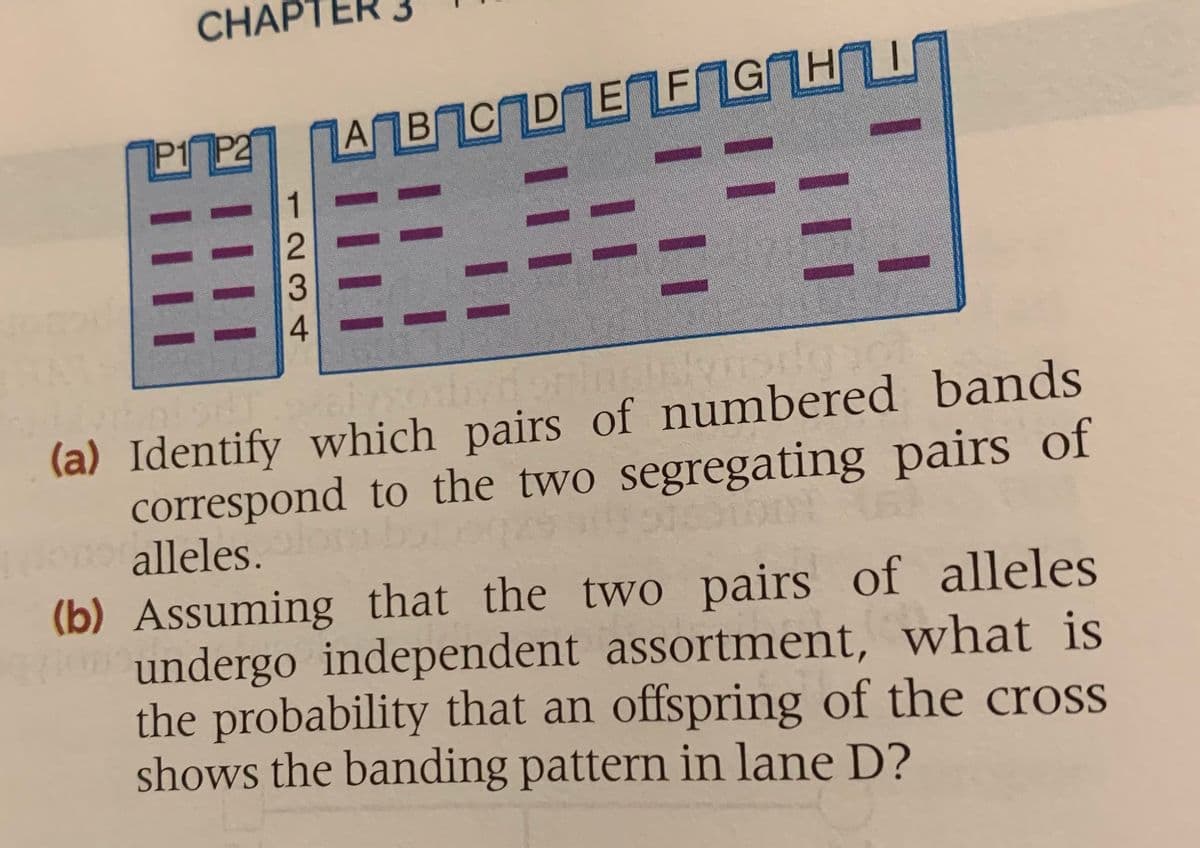 CHAP
P1 P2
A B C D ENE G HU
%31
11
(a) Identify which pairs of numbered bands
correspond to the two segregating pairs of
oalleles.
(b) Assuming that the two pairs of alleles
undergo independent assortment, what is
the probability that an offspring of the cross
shows the banding pattern in lane D?
1234
