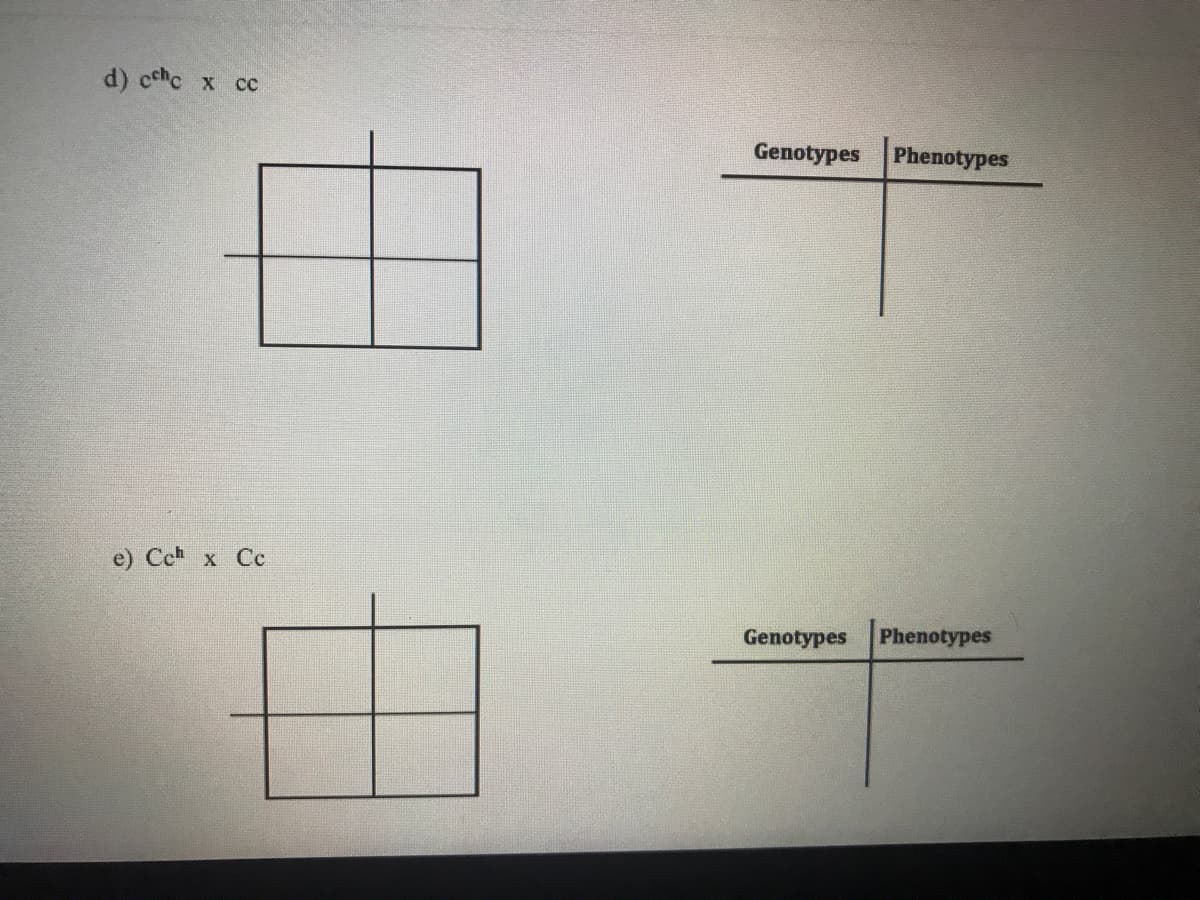 d) cche
х сс
Genotypes
Phenotypes
e) Cch x Cc
Genotypes
Phenotypes
