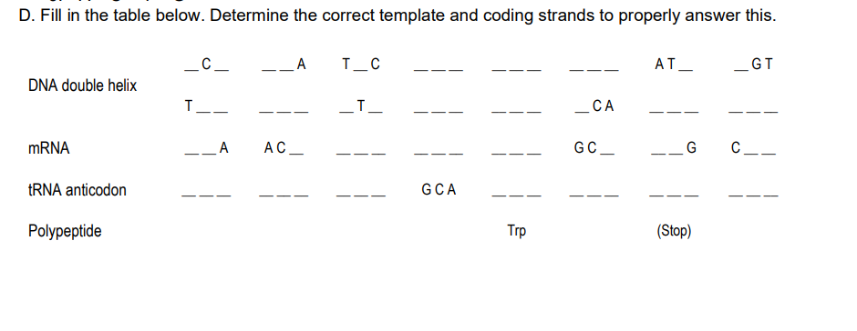 D. Fill in the table below. Determine the correct template and coding strands to properly answer this.
_C_
A
T_C
AT
-GT
DNA double helix
T__
_T_
CA
mRNA
__A
GC_
tRNA anticodon
Polypeptide
AC
GCA
Trp
G C
(Stop)