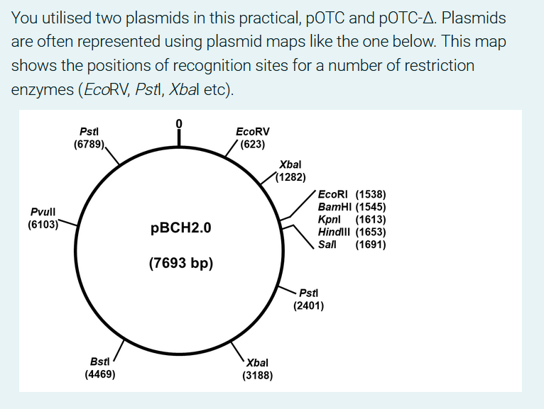 You utilised two plasmids in this practical, pOTC and pOTC-A. Plasmids
are often represented using plasmid maps like the one below. This map
shows the positions of recognition sites for a number of restriction
enzymes (ECORV, Pstl, Xbal etc).
Pstl
EcoRV
(6789),
(623)
Хbal
1282)
EcoRI (1538)
BamHI (1545)
Kpnl (1613)
Hindll (1653)
(1691)
Pvull
(6103)
PBCH2.0
Sall
(7693 bp)
Pstl
(2401)
Bstl
Хbal
(4469)
(3188)
