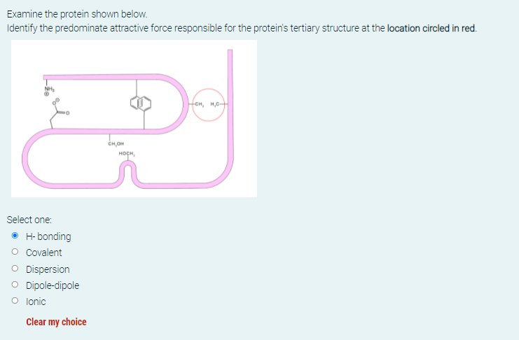 Examine the protein shown below.
Identify the predominate attractive force responsible for the protein's tertiary structure at the location circled in red.
CH, H,C+
CH,OH
HOCH,
Select one:
• H- bonding
O Covalent
O Dispersion
O Dipole-dipole
O lonic
Clear my choice
