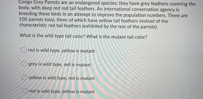 Congo Grey Parrots are an endangered species; they have grey feathers covering the
body, with deep red red tail feathers. An international conservation agency is
breeding these birds in an attempt to improve the population numbers. There are
100 parrots total, three of which have yellow tail feathers instead of the
characteristic red tail feathers (exhibited by the rest of the parrots).
What is the wild type tail color? What is the mutant tail color?
red is wild type, yellow is mutant
grey is wild type, red is mutant
yellow is wild type, red is mutant
O red is wild type, yellow is mutant
