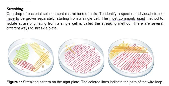 Streaking
One drop of bacterial solution contains millions of cells. To identify a species, individual strains
have to be grown separately, starting from a single cell. The most commonly used method to
isolate strain originating from a single cell is called the streaking method. There are several
different ways to streak a plate.
-
Figure 1: Streaking pattern on the agar plate. The colored lines indicate the path of the wire loop.
