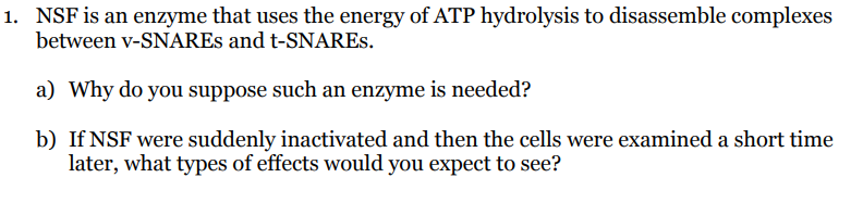 1. NSF is an enzyme that uses the energy of ATP hydrolysis to disassemble complexes
between V-SNARES and t-SNARES.
a) Why do you suppose such an enzyme is needed?
b) If NSF were suddenly inactivated and then the cells were examined a short time
later, what types of effects would you expect to see?