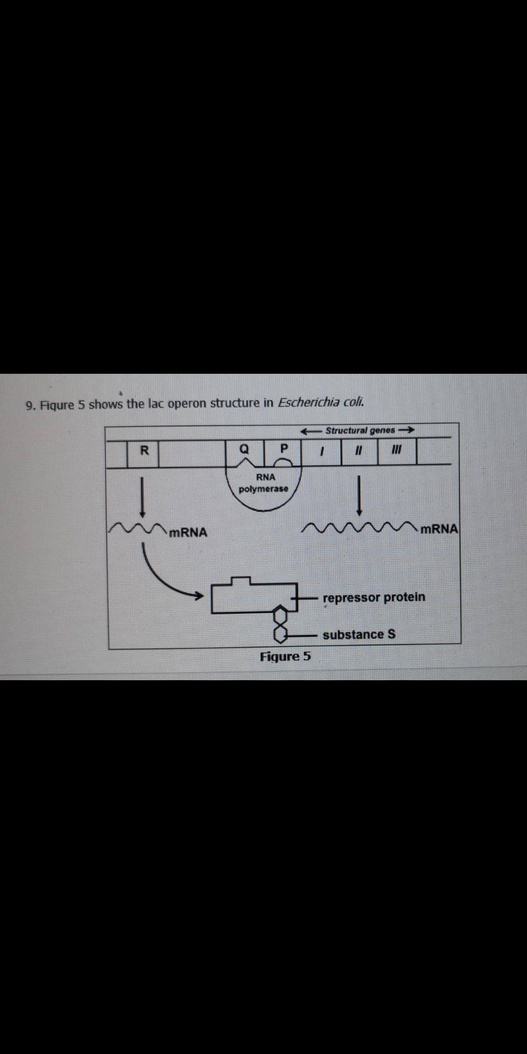 9. Figure 5 shows the lac operon structure in Escherichia coli.
Structural genes
R.
P.
RNA
polymerase
MRNA
MRNA
repressor protein
substance S
Figure 5

