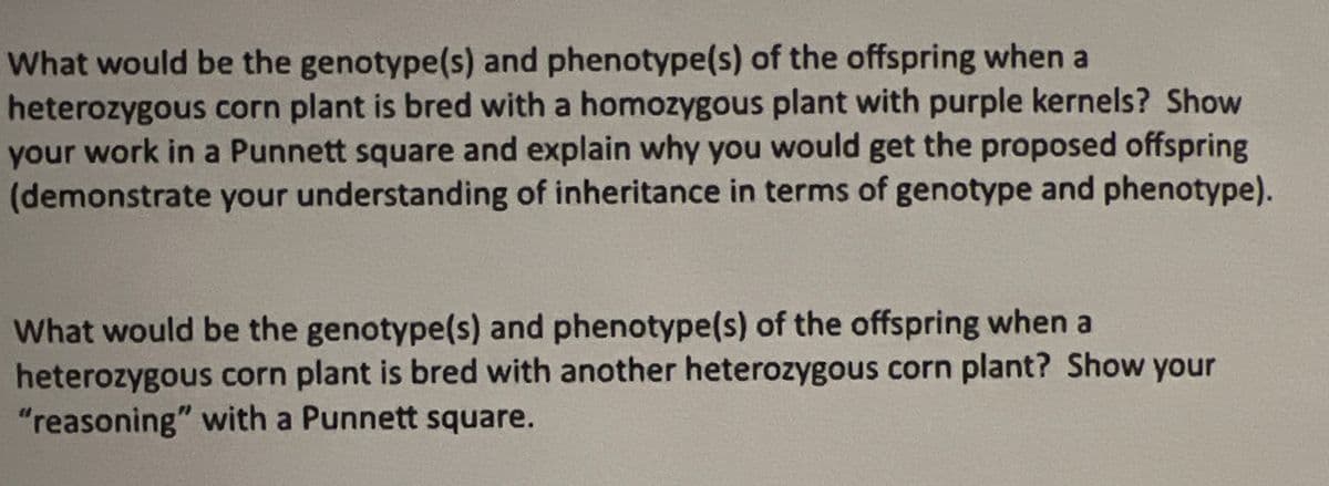 What would be the genotype(s) and phenotype(s) of the offspring when a
heterozygous corn plant is bred with a homozygous plant with purple kernels? Show
your work in a Punnett square and explain why you would get the proposed offspring
(demonstrate your understanding of inheritance in terms of genotype and phenotype).
What would be the genotype(s) and phenotype(s) of the offspring when a
heterozygous corn plant is bred with another heterozygous corn plant? Show your
"reasoning" with a Punnett square.