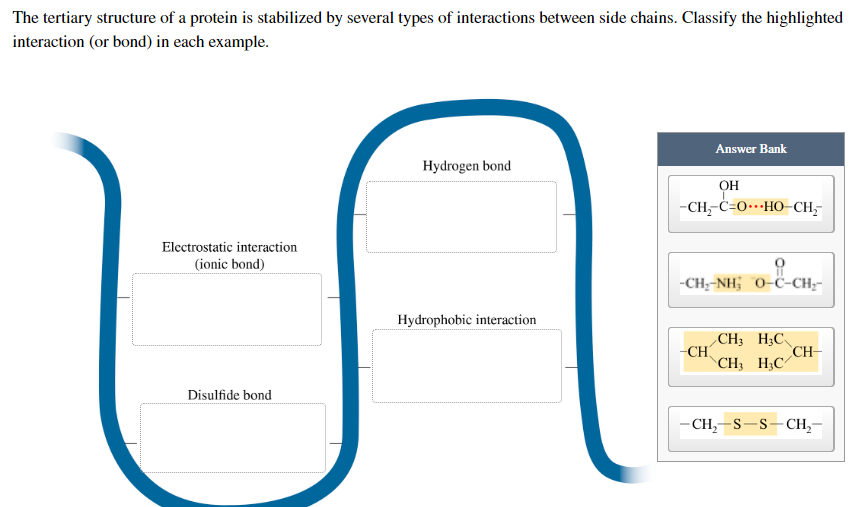 The tertiary structure of a protein is stabilized by several types of interactions between side chains. Classify the highlighted
interaction (or bond) in each example.
Answer Bank
Hydrogen bond
OH
-CH,-C=O…HO-CH,
Electrostatic interaction
(ionic bond)
요
-CH,-NH, O-C-CH,
OC-CH
Hydrophobic interaction
CH3 H3C
-CH
CH-
CH, HẠC
Disulfide bond
-CH₂-S-S-CH₂-
