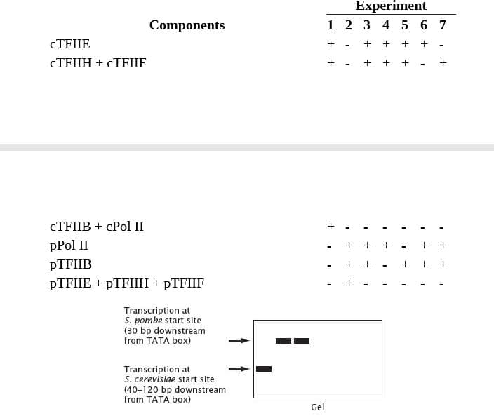 Experiment
1 2 3 4 5 6 7
Components
CTFIIE
CTFIIH + CTFIIF
CTFIIB + cPol II
pPol II
PTFIIB
PTFIIE + PTFIIH + PTFIIF
Transcription at
S. pombe start site
(30 bp downstream
from TATA box)
Transcription at
S. cerevisiae start site
(40-120 bp downstream
from TATA box)
Gel
