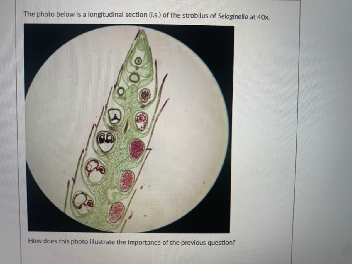 The photo below is a longitudinal section (I.s.) of the strobilus of Selaginella at 40x.
How does this photo illustrate the importance of the previous question?

