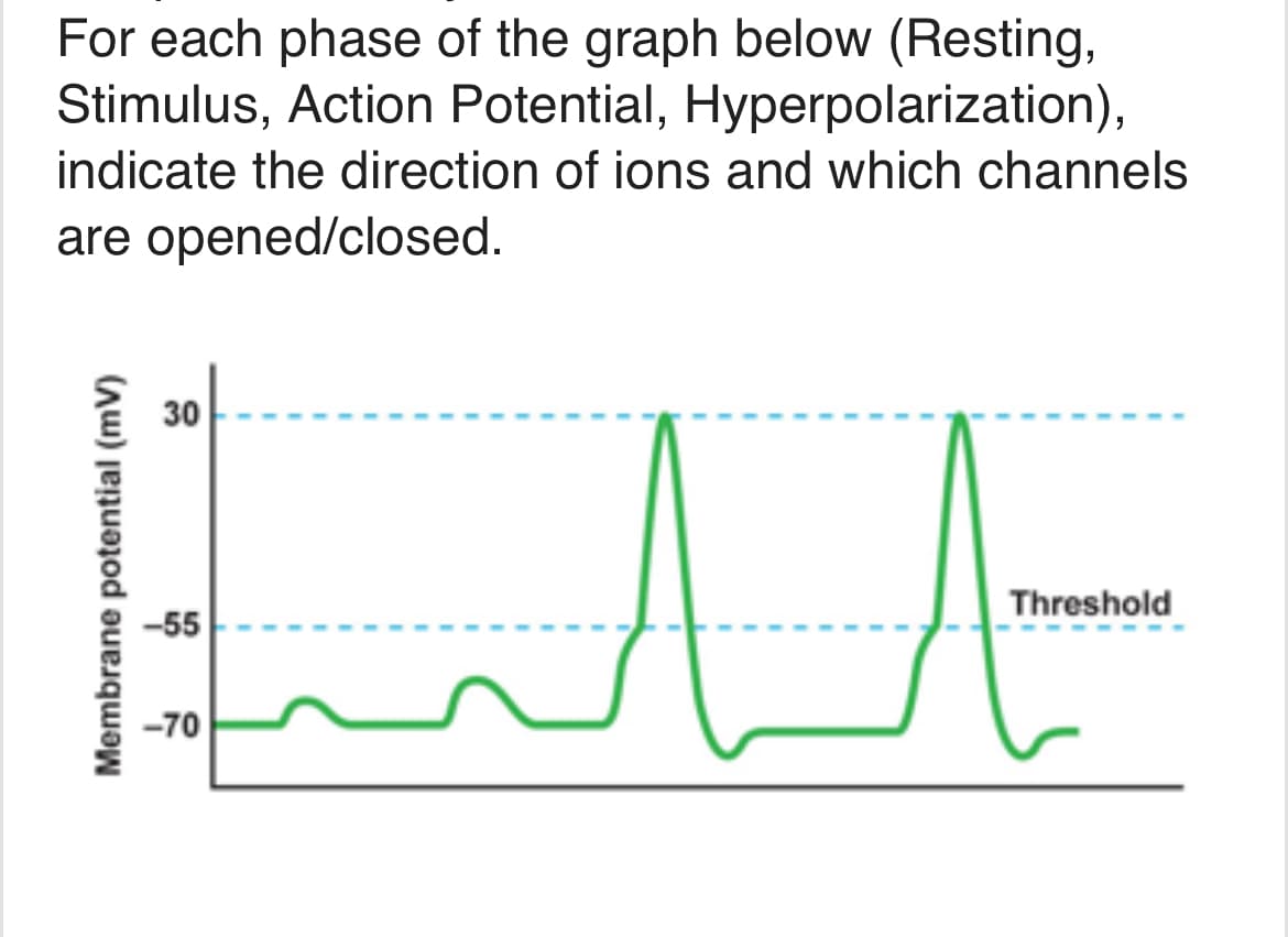 For each phase of the graph below (Resting,
Stimulus, Action Potential, Hyperpolarization),
indicate the direction of ions and which channels
are opened/closed.
علينا
30
-55
-70
Threshold