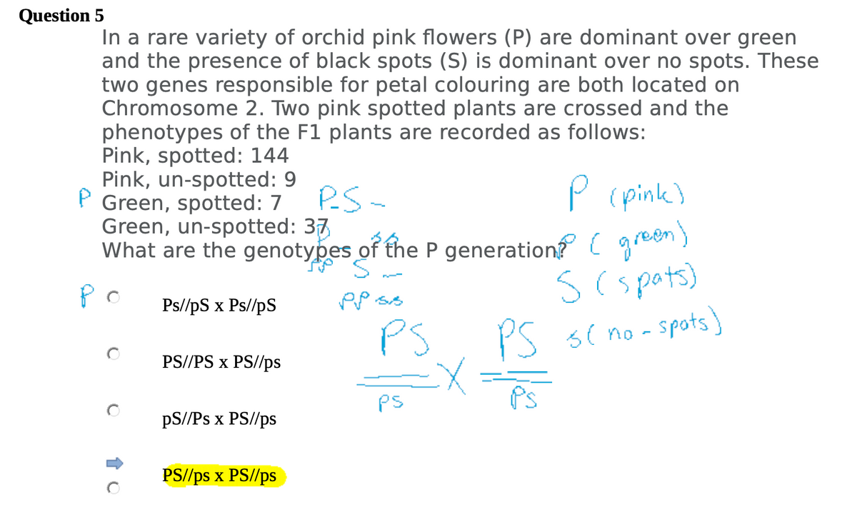 Question 5
In a rare variety of orchid pink flowers (P) are dominant over green
and the presence of black spots (S) is dominant over no spots. These
two genes responsible for petal colouring are both located on
Chromosome 2. Two pink spotted plants are crossed and the
phenotypes of the F1 plants are recorded as follows:
Pink, spotted: 144
Pink, un-spotted: 9
P Green, spotted: 7
P (pink)
Green, un-spotted: 37
What are the genotypes of the P generation? (green)
S
ро
s (spats)
Ps//pS x Ps//pS
Ppss
3( no- spots
to
PS//PS x PS//ps
pS//Ps x PS//ps
PS//ps x PS//ps
PS-
PS
PS
Ex
PS