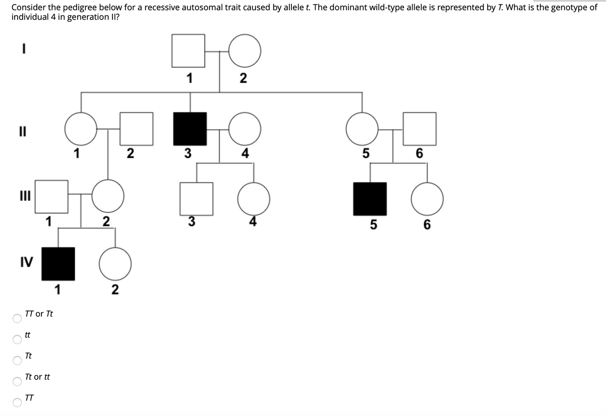 Consider the pedigree below for a recessive autosomal trait caused by allele t. The dominant wild-type allele is represented by T. What is the genotype of
individual 4 in generation II?
1
| 2
II
2
3
4
6
II
1
5
IV
1
2
TT or Tt
tt
Tt
Tt or tt
TT
3

