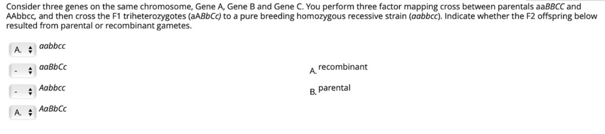 Consider three genes on the same chromosome, Gene A, Gene B and Gene C. You perform three factor mapping cross between parentals aaBBCC and
AAbbcc, and then cross the F1 triheterozygotes (AABBCC) to a pure breeding homozygous recessive strain (aabbcc). Indicate whether the F2 offspring below
resulted from parental or recombinant gametes.
aabbcc
A.
aaBbCc
recombinant
A.
Aabbcc
B. parental
AaBbCc
A. +
