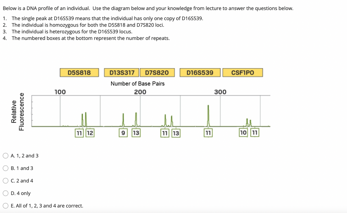 Below is a DNA profile of an individual. Use the diagram below and your knowledge from lecture to answer the questions below.
1. The single peak at D16S539 means that the individual has only one copy of D16S539.
2. The individual is homozygous for both the D5S818 and D7S820 loci.
3. The individual is heterozygous for the D16S539 locus.
4. The numbered boxes at the bottom represent the number of repeats.
D5S818
D13S317
D7S820
D16S539
CSFIPO
Number of Base Pairs
100
200
300
11 12
9 13
13|1ג|
11
10 11
A. 1, 2 and 3
B. 1 and 3
C. 2 and 4
D. 4 only
E. All of 1, 2, 3 and 4 are correct.
Relative
Fluorescence
