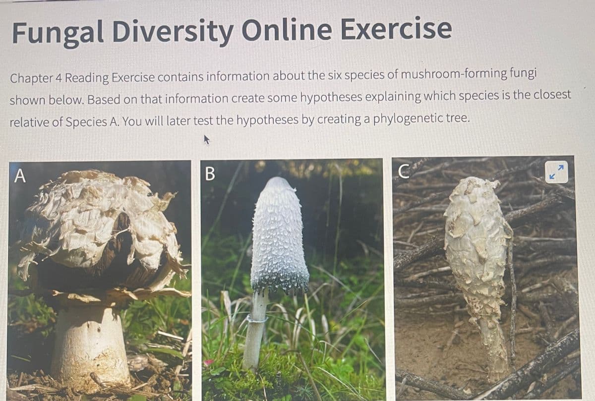 Fungal Diversity Online Exercise
Chapter 4 Reading Exercise contains information about the six species of mushroom-forming fungi
shown below. Based on that information create some hypotheses explaining which species is the closest
relative of Species A. You will later test the hypotheses by creating a phylogenetic tree.
A
B
с
7