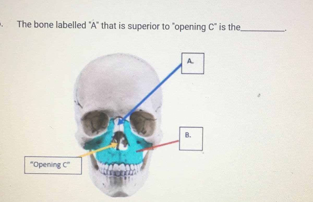 ₁
The bone labelled "A" that is superior to "opening C" is the
"Opening C"
A.
B.