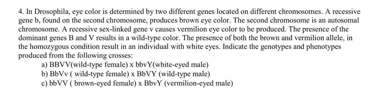 4. In Drosophila, eye color is determined by two different genes located on different chromosomes. A recessive
gene b, found on the second chromosome, produces brown eye color. The second chromosome is an autosomal
chromosome. A recessive sex-linked gene v causes vermilion eye color to be produced. The presence of the
dominant
genes
B and V results in a wild-type color. The presence of both the brown and vermilion allele, in
the homozygous condition result in an individual with white eyes. Indicate the genotypes and phenotypes
produced from the following crosses:
a) BBVV(wild-type female) x bbvY(white-eyed male)
b) BbVv ( wild-type female) x B6VY (wild-type male)
c) bbVV ( brown-eyed female) x BbvY (vermilion-eyed male)
