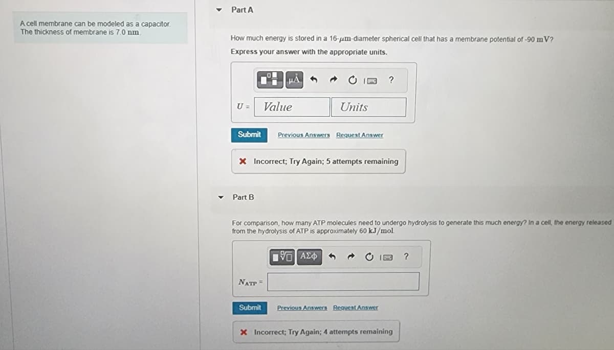 A cell membrane can be modeled as a capacitor.
The thickness of membrane is 7.0 nm.
Part A
How much energy is stored in a 16-um-diameter spherical cell that has a membrane potential of -90 m V?
Express your answer with the appropriate units.
U =
Submit
✓ Part B
HÅ
NATP =
Value
Submit
Units
X Incorrect; Try Again; 5 attempts remaining
Previous Answers Request Answer
For comparison, how many ATP molecules need to undergo hydrolysis to generate this much energy? In a cell, the energy released
from the hydrolysis of ATP is approximately 60 kJ/mol.
LIVE ΑΣΦ
?
Previous Answers Request Answer
X Incorrect; Try Again; 4 attempts remaining
?