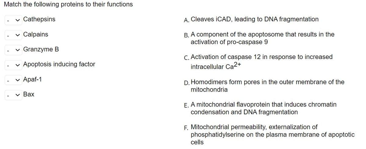 Match the following proteins to their functions
✓ Cathepsins
✓ Calpains
✓ Granzyme B
✓ Apoptosis inducing factor
✓ Apaf-1
• Bax
A. Cleaves iCAD, leading to DNA fragmentation
B. A component of the apoptosome that results in the
activation of pro-caspase 9
C. Activation of caspase 12 in response to increased
intracellular Ca2+
D. Homodimers form pores in the outer membrane of the
mitochondria
E. A mitochondrial flavoprotein that induces chromatin
condensation and DNA fragmentation
F. Mitochondrial permeability, externalization of
phosphatidylserine on the plasma membrane of apoptotic
cells