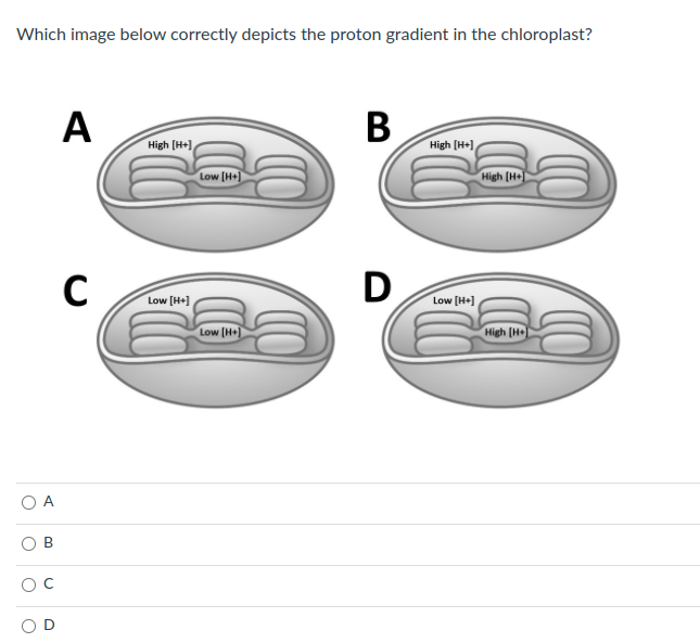 Which image below correctly depicts the proton gradient in the chloroplast?
A
В
High (H+1
High (H+1
Low (H+)
High (H+)
D
Low [H+]
Low [H+]
Low (H+)
High (H
O A
