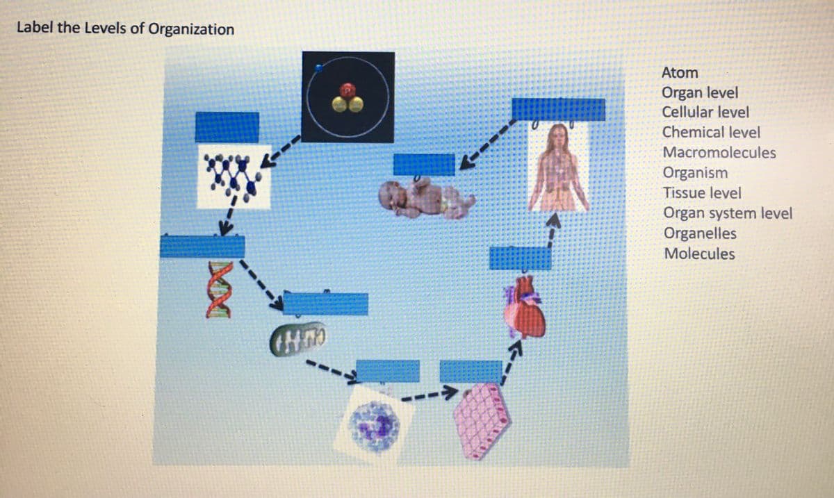 Label the Levels of Organization
XI
IHM
<---
量
Atom
Organ level
Cellular level
Chemical level
Macromolecules
Organism
Tissue level
Organ system level
Organelles
Molecules