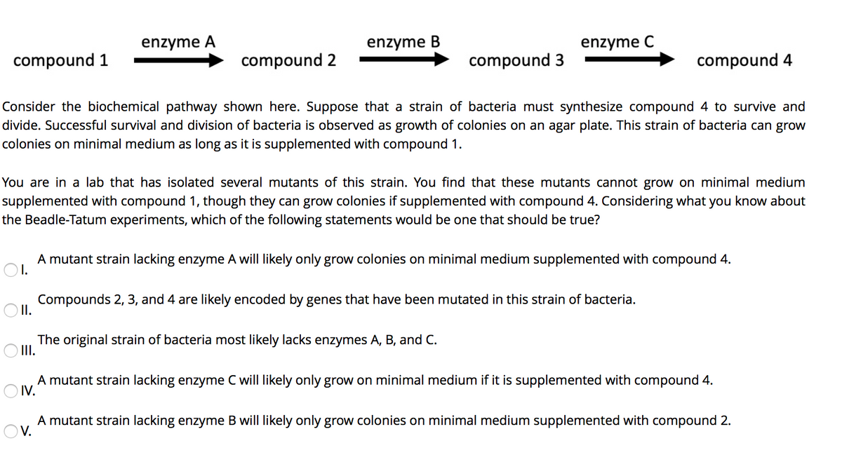 enzyme A
enzyme B
enzyme C
compound 1
compound 2
compound 3
compound 4
Consider the biochemical pathway shown here. Suppose that a strain of bacteria must synthesize compound 4 to survive and
divide. Successful survival and division of bacteria is observed as growth of colonies on an agar plate. This strain of bacteria can grow
colonies on minimal medium as long as it is supplemented with compound 1.
You are in a lab that has isolated several mutants of this strain. You find that these mutants cannot grow on minimal medium
supplemented with compound 1, though they can grow colonies if supplemented with compound 4. Considering what you know about
the Beadle-Tatum experiments, which of the following statements would be one that should be true?
A mutant strain lacking enzyme A will likely only grow colonies on minimal medium supplemented with compound 4.
Compounds 2, 3, and 4 are likely encoded by genes that have been mutated in this strain of bacteria.
O I.
The original strain of bacteria most likely lacks enzymes A, B, and C.
II.
A mutant strain lacking enzyme C will likely only grow on minimal medium if it is supplemented with compound 4.
O IV.
A mutant strain lacking enzyme B will likely only grow colonies on minimal medium supplemented with compound 2.
OV.
