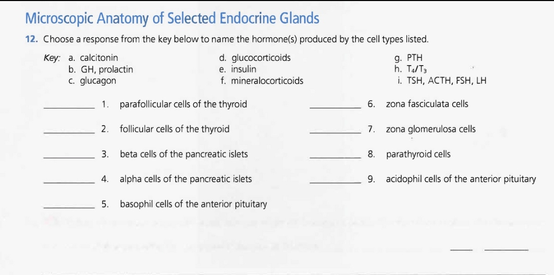 Microscopic Anatomy of Selected Endocrine Glands
12. Choose a response from the key below to name the hormone(s) produced by the cell types listed.
glucocorticoids
Key: a. calcitonin
b. GH, prolactin
c. glucagon
1.
2.
3.
d.
e. insulin
f. mineralocorticoids
parafollicular cells of the thyroid
follicular cells of the thyroid
beta cells of the pancreatic islets
4. alpha cells of the pancreatic islets
5. basophil cells of the anterior pituitary
6.
7.
8.
9. PTH
h. T4/T3
i. TSH, ACTH, FSH, LH
zona fasciculata cells
zona glomerulosa cells
parathyroid cells
9. acidophil cells of the anterior pituitary