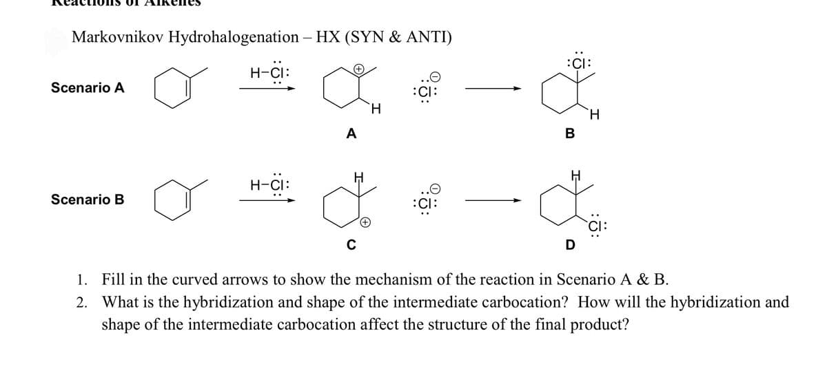 Markovnikov Hydrohalogenation – HX (SYN & ANTI)
:CI:
H-CI:
Scenario A
:Cl:
H.
A
В
H-ci:
H-CI:
..O
:Cl:
Scenario B
CI:
D
1. Fill in the curved arrows to show the mechanism of the reaction in Scenario A & B.
2. What is the hybridization and shape of the intermediate carbocation? How will the hybridization and
shape of the intermediate carbocation affect the structure of the final product?
