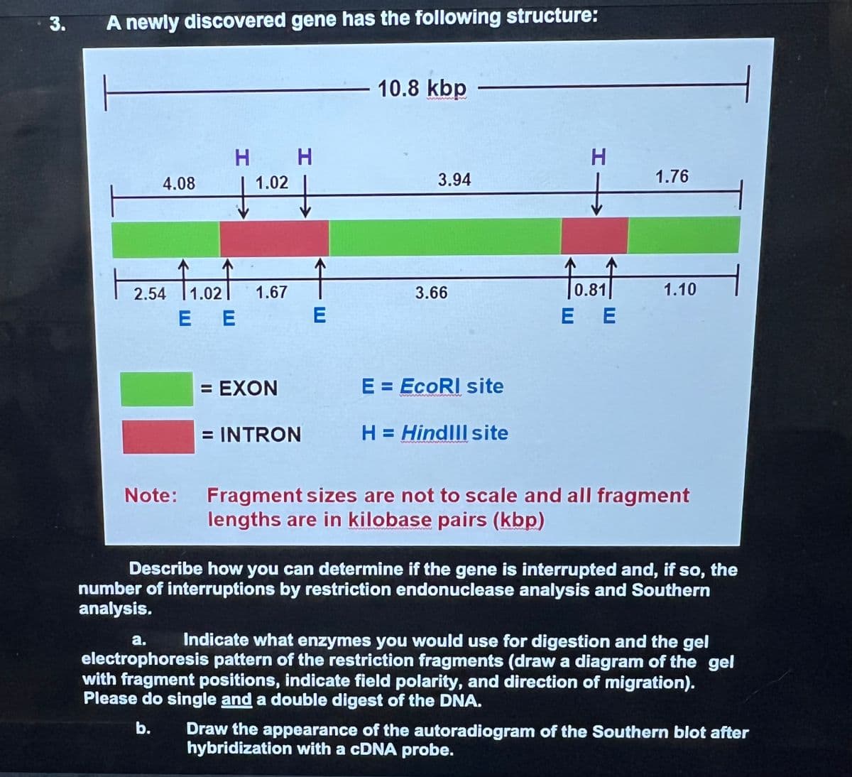 3.
A newly discovered gene has the following structure:
4.08
H H
1.02
| 2.54 ↑1.02↑
E E
1.67
= EXON
= INTRON
E
10.8 kbp
3.94
3.66
E = EcoRI site
VARMAAN
H = Hindill site
HI
10.811
E E
1.76
1.10
Note: Fragment sizes are not to scale and all fragment
lengths are in kilobase pairs (kbp)
1
Describe how you can determine if the gene is interrupted and, if so, the
number of interruptions by restriction endonuclease analysis and Southern
analysis.
a.
Indicate what enzymes you would use for digestion and the gel
electrophoresis pattern of the restriction fragments (draw a diagram of the gel
with fragment positions, indicate field polarity, and direction of migration).
Please do single and a double digest of the DNA.
b. Draw the appearance of the autoradiogram of the Southern blot after
hybridization with a cDNA probe.