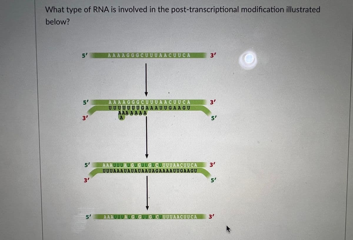What type of RNA is involved in the post-transcriptional modification illustrated
below?
5'
in m
3'
5'
3'
5'
AAAAGGGCUUUAACUUCA
9
AAAAGGGCUUUAACUUCA
UUUUUUUGAAAUUGAAGU
AAA AAAA
A
AAAUUUAUGUGUUGUCUUUUAACUUCA
UUUAAAUAUAUAAUAGAAAAUUGAAGU
AAAUUUAUGUGUUGUCUUUUAACUUCA
3'
3'
5'
3'
5'
3'