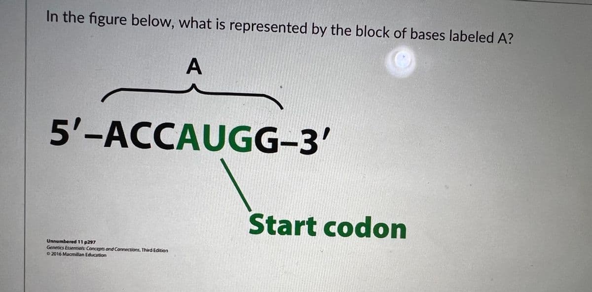 In the figure below, what is represented by the block of bases labeled A?
A
5'-ACCAUGG-3'
Unnumbered 11 p297
Genrocs Essentials: Concepts and Connections. Third Edition
2016 Macmillan Education
Start codon