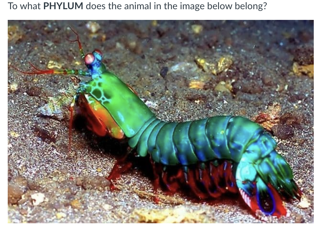 To what PHYLUM does the animal in the image below belong?