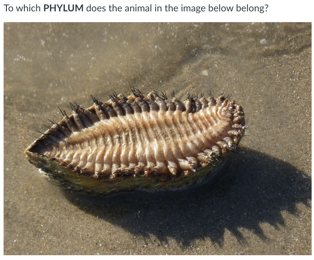 To which PHYLUM does the animal in the image below belong?
Rh