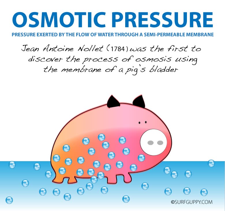 OSMOTIC PRESSURE
PRESSURE EXERTED BY THE FLOW OF WATER THROUGH A SEMI-PERMEABLE MEMBRANE
Jean Antoine Nollet (1784) was the first to
discover the process of osmosis using
the membrane of a pig's bladder
OSURFGUPPY.COM