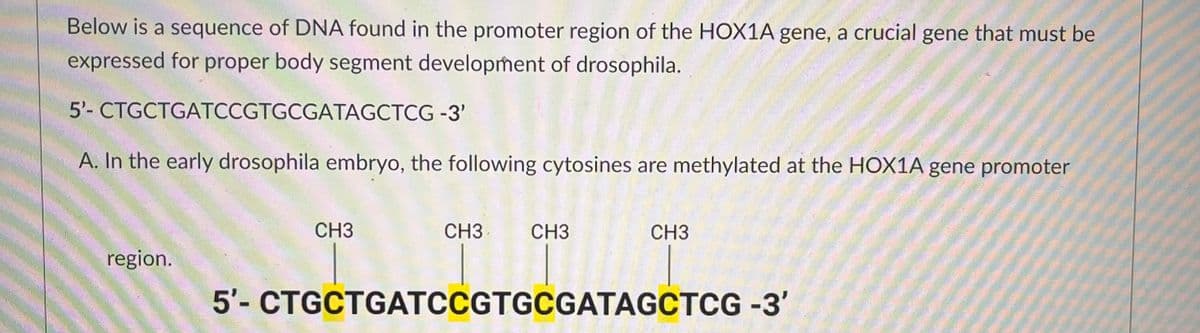 Below is a sequence of DNA found in the promoter region of the HOX1A gene, a crucial gene that must be
expressed for proper body segment development of drosophila.
5'- CTGCTGATCCGTGCGATAGCTCG
A. In the early drosophila embryo, the following cytosines are methylated at the HOX1A gene promoter
region.
CH3
-3'
CH3
CH3
CH3
5'- CTGCTGATCCGTGCGATAGCTCG -3'
