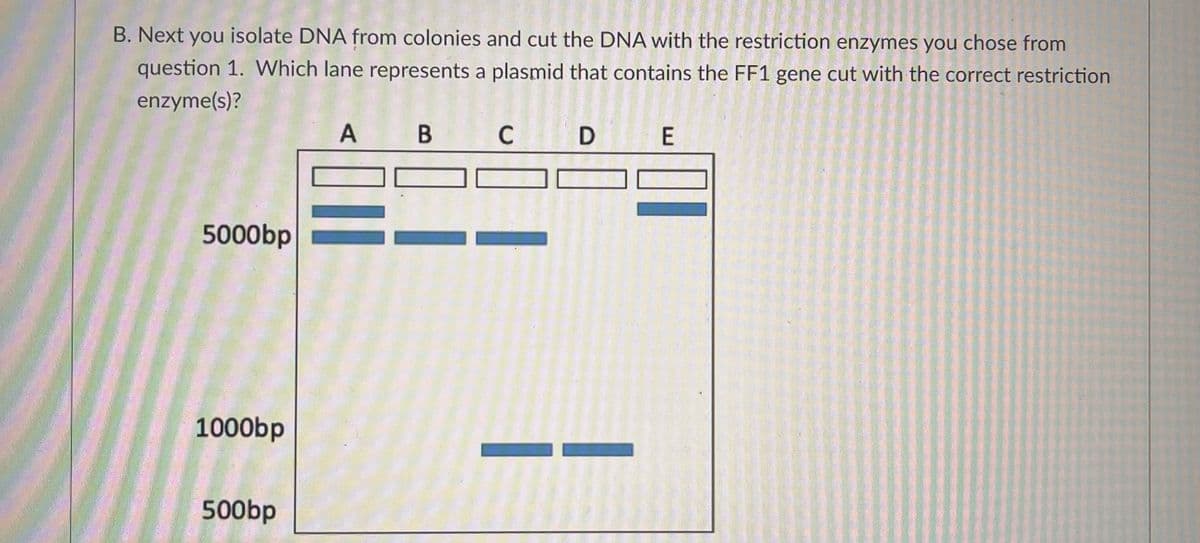 B. Next you isolate DNA from colonies and cut the DNA with the restriction enzymes you chose from
question 1. Which lane represents a plasmid that contains the FF1 gene cut with the correct restriction
enzyme(s)?
5000bp
1000bp
500bp
A
B
C
D E