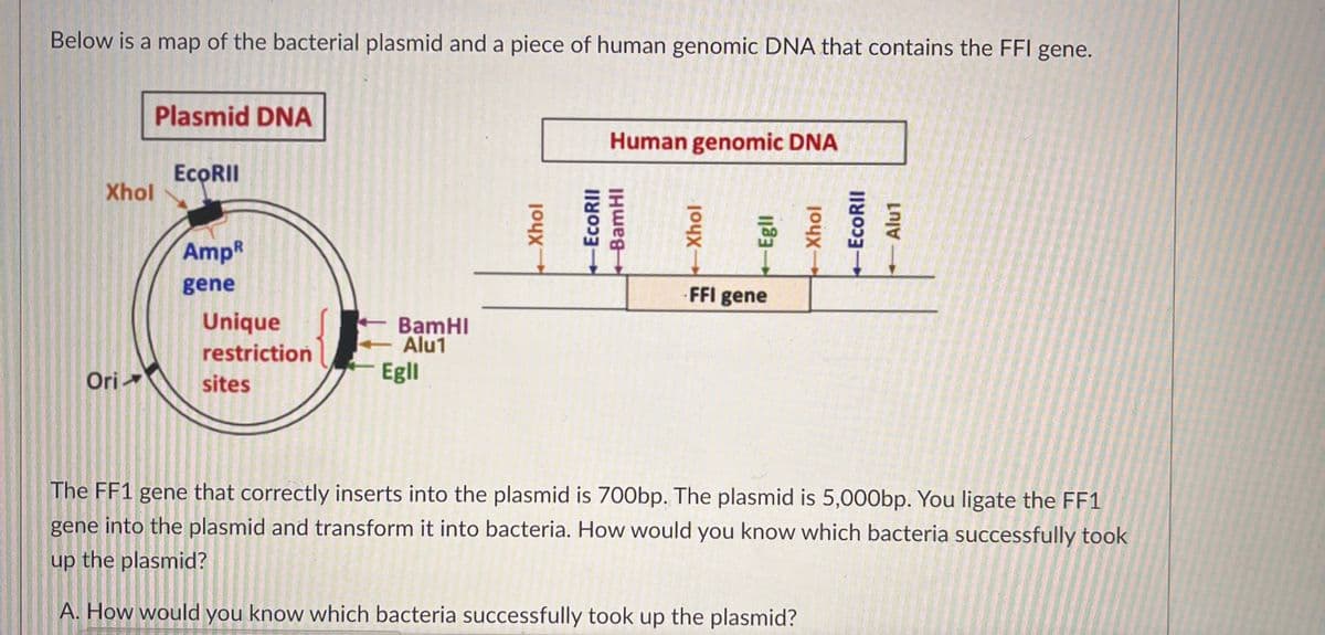 Below is a map of the bacterial plasmid and a piece of human genomic DNA that contains the FFI gene.
Xhol
Ori
Plasmid DNA
EcoRII
AmpⓇ
gene
Unique
restriction
sites
BamHI
Alu1
Egli
Xhol
Human genomic DNA
-EcoRII
BamHI
Xhol
-Egli
FFI gene
Xhol
EcoRII
Alu1
The FF1 gene that correctly inserts into the plasmid is 700bp. The plasmid is 5,000bp. You ligate the FF1
gene into the plasmid and transform it into bacteria. How would you know which bacteria successfully took
up the plasmid?
A. How would you know which bacteria successfully took up the plasmid?