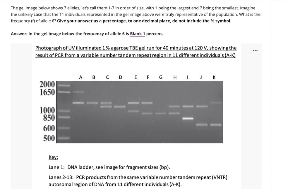 The gel image below shows 7 alleles, let's call them 1-7 in order of size, with 1 being the largest and 7 being the smallest. Imagine
the unlikely case that the 11 individuals represented in the gel image above were truly representative of the population. What is the
frequency (f) of allele 6? Give your answer as a percentage, to one decimal place, do not include the % symbol.
Answer: In the gel image below the frequency of allele 6 is Blank 1 percent.
Photograph of UV illuminated 1% agarose TBE gel run for 40 minutes at 120 V, showing the
result of PCR from a variable number tandem repeat region in 11 different individuals (A-K)
...
A
В с D
F
G
H IJ K
2000|
1650
1000
850
600
500
Key:
Lane 1: DNA ladder, see image for fragment sizes (bp).
Lanes 2-13: PCR products from the same variable number tandem repeat (VNTR)
autosomal region of DNA from 11 different individuals (A-K).
