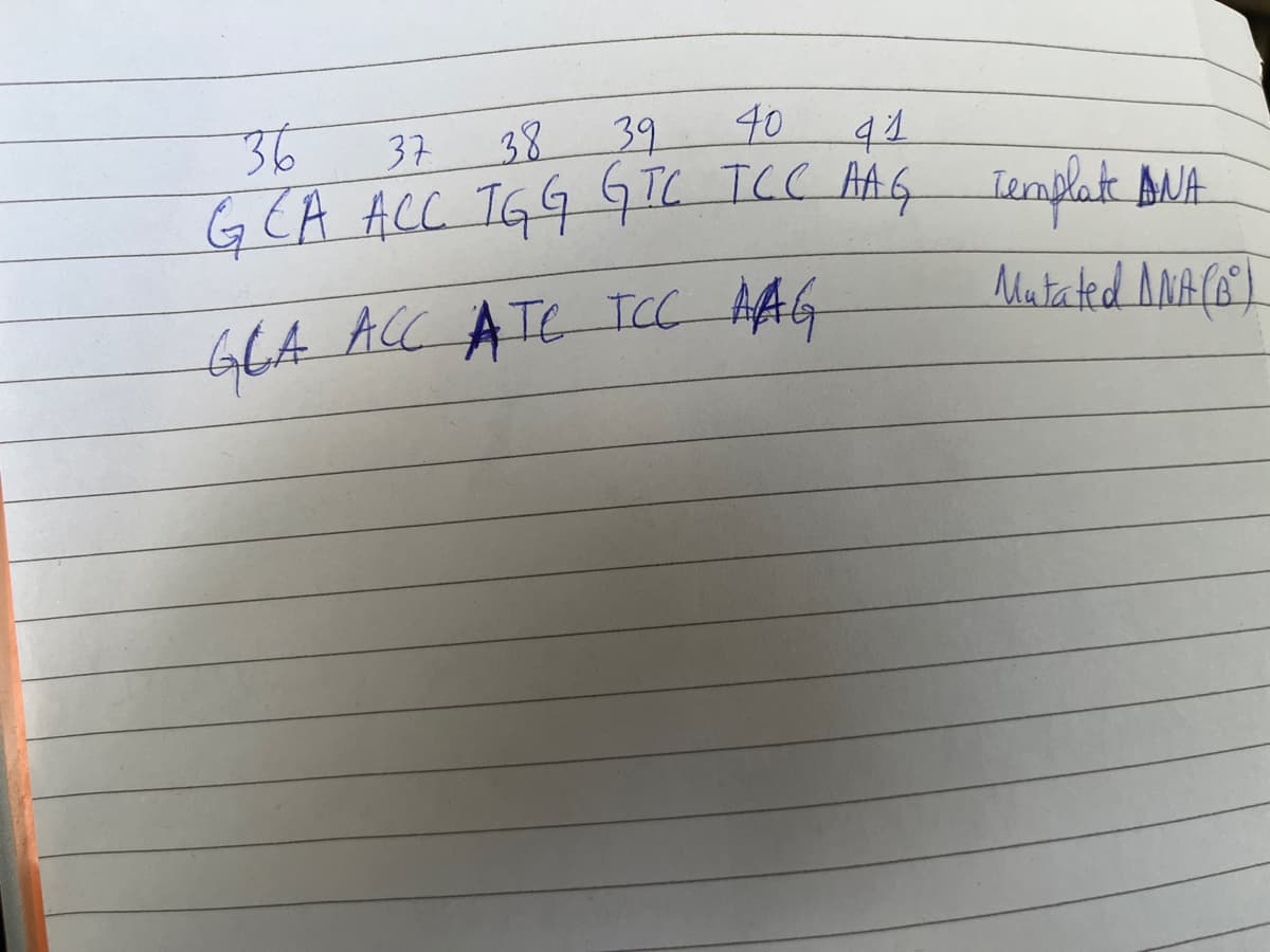 36
40
37 38 39
41
GEA ACC. IGG GTC TCC AAG Template ANA
Mutated ANA (B²)
GEA ACC ATC TCC AAG