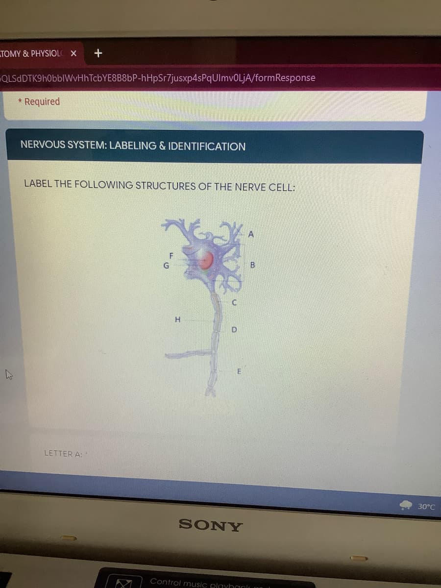 TOMY & PHYSIOL X
QLSdDTK9h0bblWvHhTcbYE8B8bP-hHpSr7jusxp4sPqUlmvOLjA/formResponse
* Required
NERVOUS SYSTEM: LABELING & IDENTIFICATION
LABEL THE FOLLOWING STRUCTURES OF THE NERVE CELL:
A
LETTER A:
30°C
SONY
Control music playhaclu au
