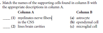 . Match the names of the supporting cells found in column B with
the appropriate descriptions in column A.
Column A
Column B
(1) myelinates nerve fibers|
in the CNS
(2) lines brain cavities
(a) astrocyte
(b) ependymal cell
(c) microglial cell
