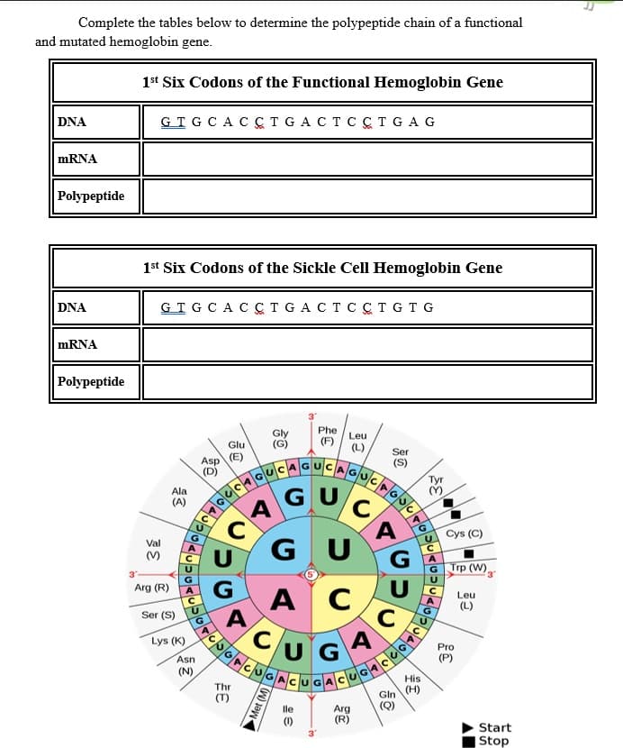 Complete the tables below to determine the polypeptide chain of a functional
and mutated hemoglobin gene.
1st Six Codons of the Functional Hemoglobin Gene
DNA
GT G C AC CT GACT C CT G A G
mRNA
Polypeptide
1st Six Codons of the Sickle Cell Hemoglobin Gene
DNA
GT G C AC CT GACT C ÇT GT G
MRNA
Polypeptide
Gly
(G)
Phe
(F)
Leu
Glu
(L)
Asp (E)
(D)
Ser
(S)
Tyr
Ala
(A)
A
Cys (C)
GU
Val
(V)
U
G
Trp (W).
Arg (R)
А С
CUGA
Leu
(L)
Ser (S)
Lys (K)
Pro
Asn
(N)
His
Thr
Gln
(H)
(Q)
Arg
(R)
(1)
3
Start
|Stop
Met (M)
