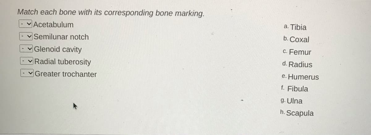 Match each bone with its corresponding bone marking.
- VAcetabulum
a. Tibia
b. Coxal
Semilunar notch
c. Femur
Glenoid cavity
d. Radius
Radial tuberosity
e. Humerus
Greater trochanter
f. Fibula
g. Ulna
h. Scapula
