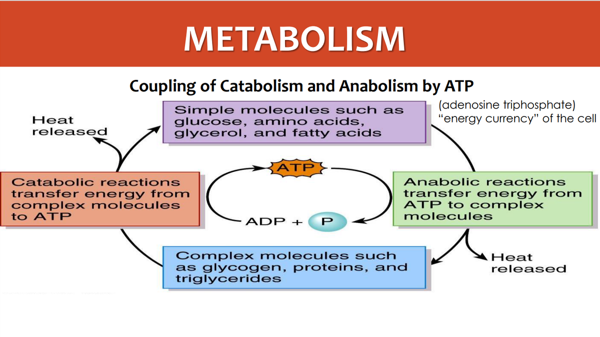 METABOLISM
Coupling of Catabolism and Anabolism by ATP
Simple molecules such as
glucose, amino acids,
glycerol, and fatty acids
ATP
Heat
released
Catabolic reactions
transfer energy from
complex molecules
to ATP
(adenosine triphosphate)
"energy currency" of the cell
Anabolic reactions
transfer energy from
ATP to complex
molecules
Heat
released
ADP +
P
Complex molecules such
as glycogen, proteins, and
triglycerides