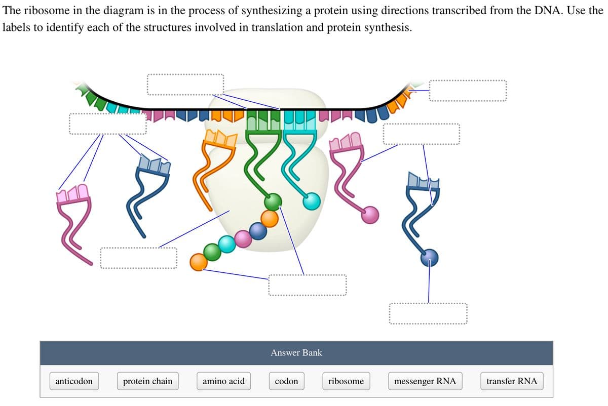 The ribosome in the diagram is in the process of synthesizing a protein using directions transcribed from the DNA. Use the
labels to identify each of the structures involved in translation and protein synthesis.
anticodon
protein chain
88
amino acid
Answer Bank
codon
ribosome
WO
1
messenger RNA
transfer RNA