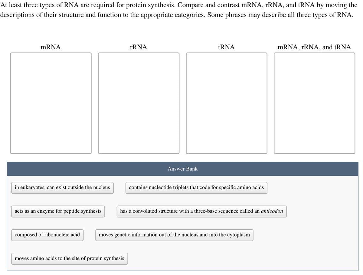 At least three types of RNA are required for protein synthesis. Compare and contrast mRNA, rRNA, and tRNA by moving the
descriptions of their structure and function to the appropriate categories. Some phrases may describe all three types of RNA.
mRNA
in eukaryotes, can exist outside the nucleus
acts as an enzyme for peptide synthesis
composed of ribonucleic acid
rRNA
Answer Bank
moves amino acids to the site of protein synthesis
tRNA
contains nucleotide triplets that code for specific amino acids
has a convoluted structure with a three-base sequence called an anticodon
moves genetic information out of the nucleus and into the cytoplasm
mRNA, rRNA, and tRNA