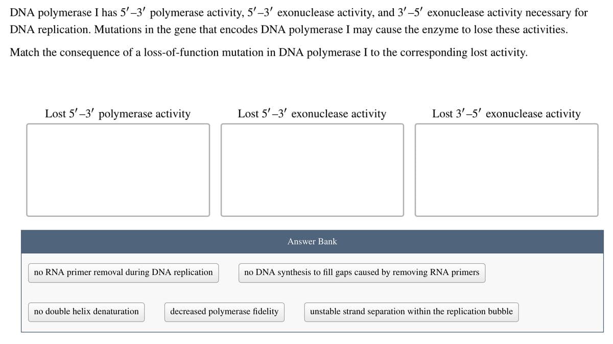 DNA polymerase I has 5'-3' polymerase activity, 5'-3' exonuclease activity, and 3'-5' exonuclease activity necessary for
DNA replication. Mutations in the gene that encodes DNA polymerase I may cause the enzyme to lose these activities.
Match the consequence of a loss-of-function mutation in DNA polymerase I to the corresponding lost activity.
Lost 5'-3' polymerase activity
no RNA primer removal during DNA replication
no double helix denaturation
Lost 5'-3' exonuclease activity
Answer Bank
decreased polymerase fidelity
Lost 3'-5' exonuclease activity
no DNA synthesis to fill gaps caused by removing RNA primers
unstable strand separation within the replication bubble